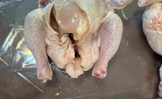 دیتاست مرغ