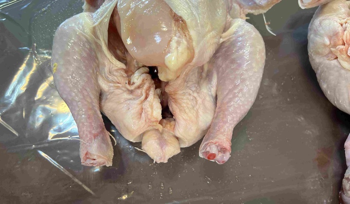 دیتاست مرغ
